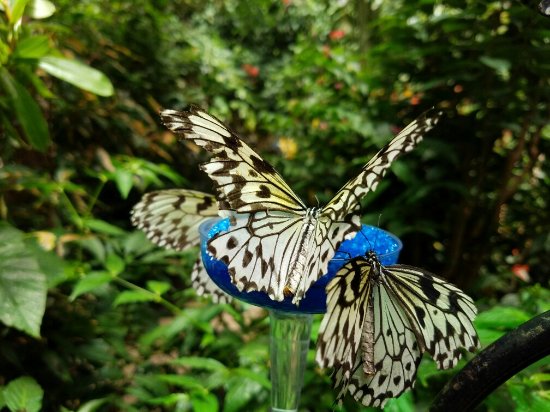 magic wings butterfly