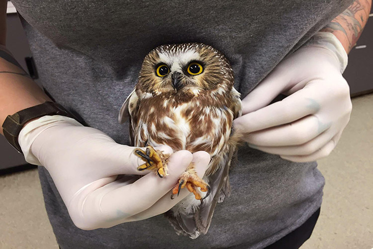 sfw saw whet owl 6 ab