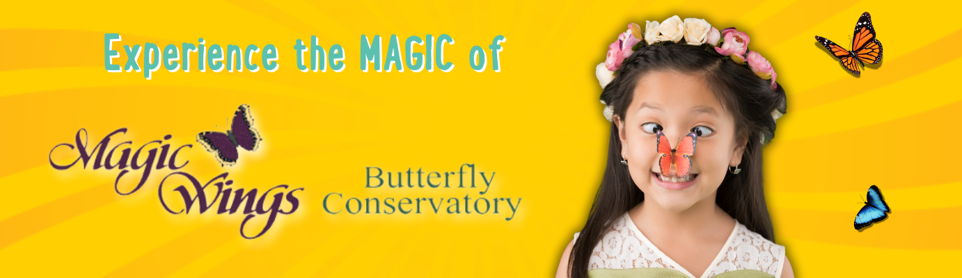 Magic Wings 2